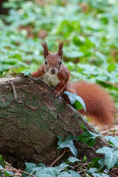 Im Wald stützt sich ein Eichhörnchen inmitten von Efeu auf einen Baumstumpf und schaut in die Kamera.