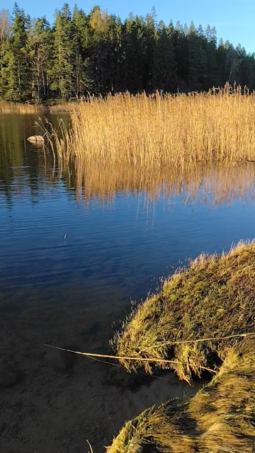 Sun on reeds in a small bay on a crisp autumn afternoon
