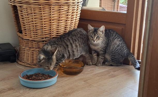 A photo of two kittens: Charlie (a bit blurry, while eating cat food) and behind him, Charlotte, almost looking at the camera.