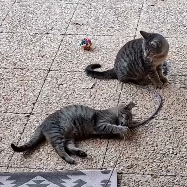 A square video, mini sequence of two kittens, a male and a female playing with a cat toy, and suddenly starting to play together (what I call a wrestling match) It's lovely to see them do that.